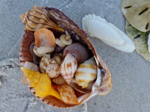 anna seashell arrangement
