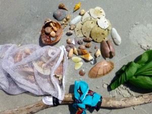 anna shell collection