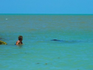 barbara manatee captiva barbara manatee captiva