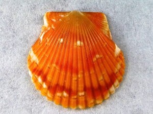 beach bon fire scallop