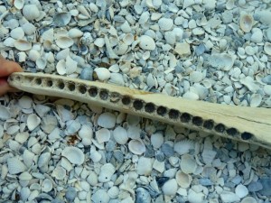 bottlenose dolphin bone bottlenose dolphin bone