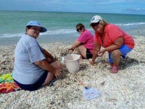 bowmans beach shellers