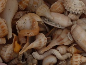 bucket of shells