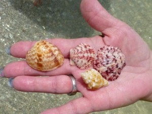 calico clam scallops