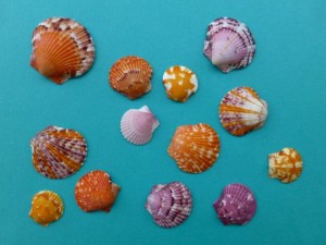 calico scallop sea shells