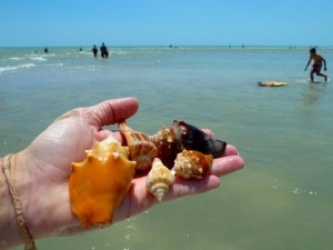 conchs whelks sanibel conchs whelks sanibel