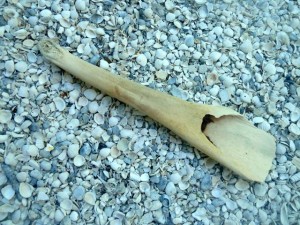 dolphin beak bone mandible dolphin beak bone mandible