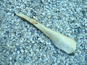 dolphin jaw bone dolphin jaw bone