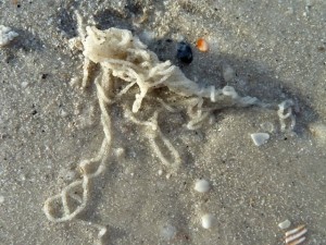 fighting conch dry egg string