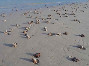 fighting conchs beach