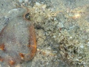 flighting conch egg string