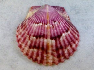 girls night wine scallop