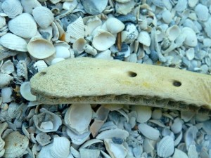 holes in dolphin beak holes in dolphin beak