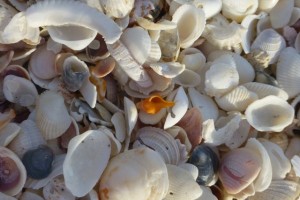 horse conch sanibel seashells horse conch sanibel seashells