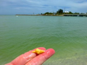 horsie conch sanibel