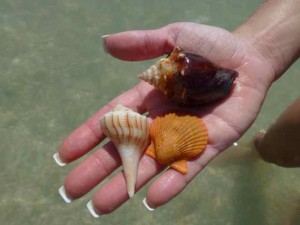 krista seashells krista seashells