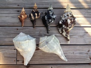 lauren before cleaning seashells