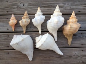 lauren clean seashells