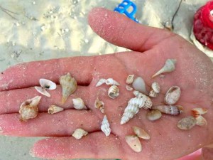 lindas mini shells