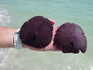 live arrowhead sand dollars