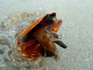 live fighting conchs