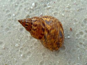 mangrove periwinkle sand