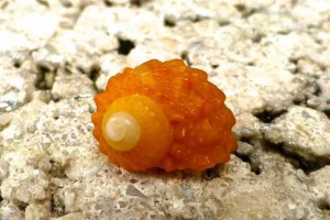 orange chestnut turban orange chestnut turban