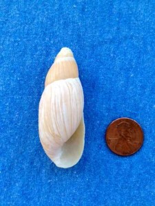 rosy wolf snail shell sanibel