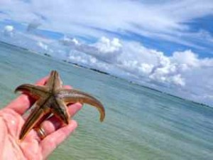 sanibel lined starfish sanibel lined starfish