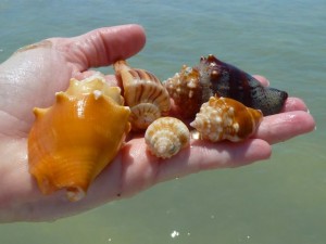sanibel seashells handful sanibel seashells handful