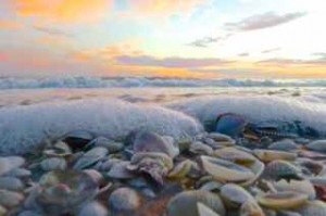 sea foam shells sanibel sea foam shells sanibel