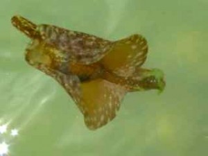 sea hare swimming sea hare swimming