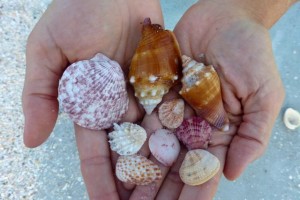 seashells bowmans beach sanibel seashells bowmans beach sanibel