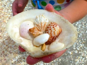 seashells in shell