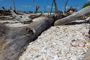 shell pocket cayo costa shell pocket cayo costa