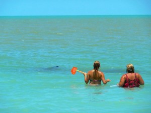 shellers manatee shellers manatee