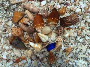 shells found snorkeling shells found snorkeling
