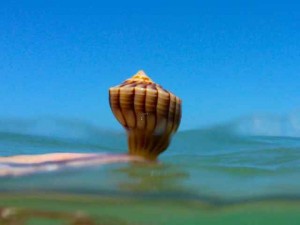 water whelk sanibel water whelk sanibel