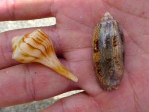 whelk olive