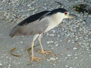 Black Crowned Night Heron Black Crowned Night Heron
