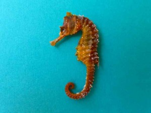 Golden Sanibel Seahorse aqua