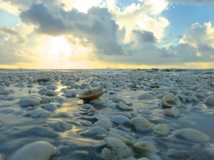 Gulf side city park seashells sanibel