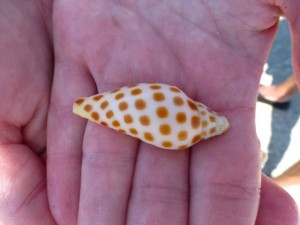 Junonia alisha capitva isaac
