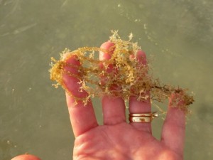 Sanibel sea stinging Hydroid Sanibel sea stinging Hydroid