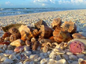 Sanibel seashell collection isaac Sanibel seashell collection isaac