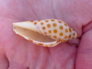 alisha junonia aperture
