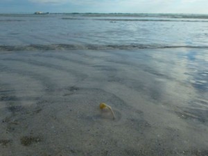 angel wing tip out of sand angel wing tip out of sand