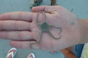 brittle star sanibel starfish