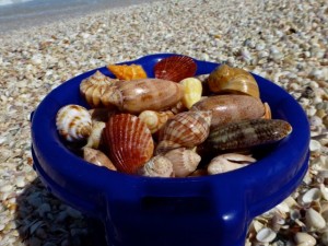 bucket of seashells isaac