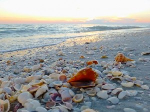 conch shell beach conch shell beach